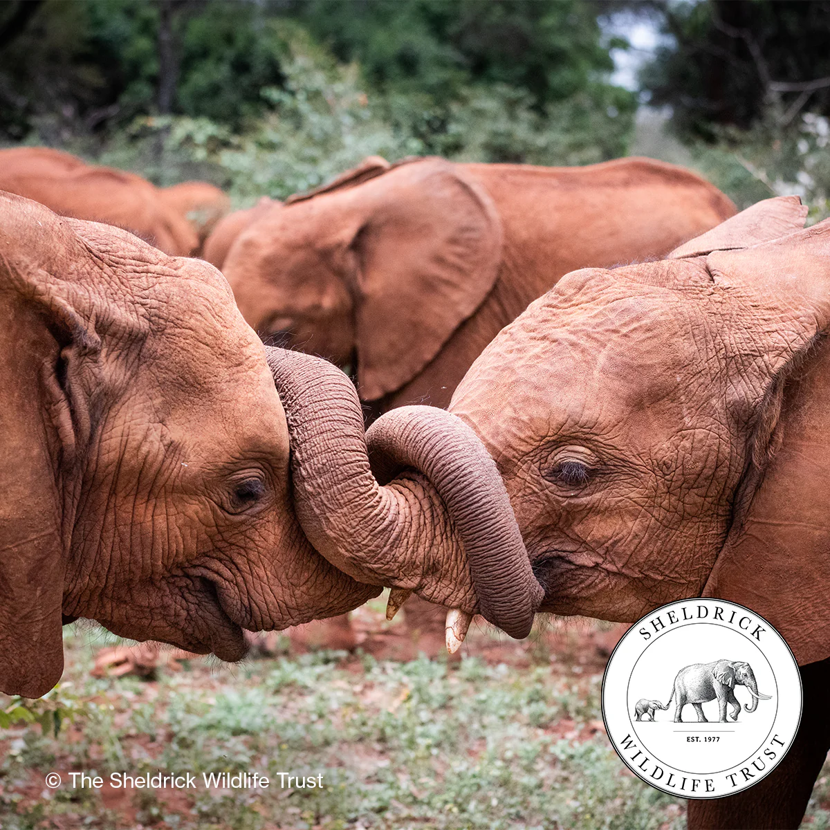 Elephant Conservation Wash Bag - Image 12