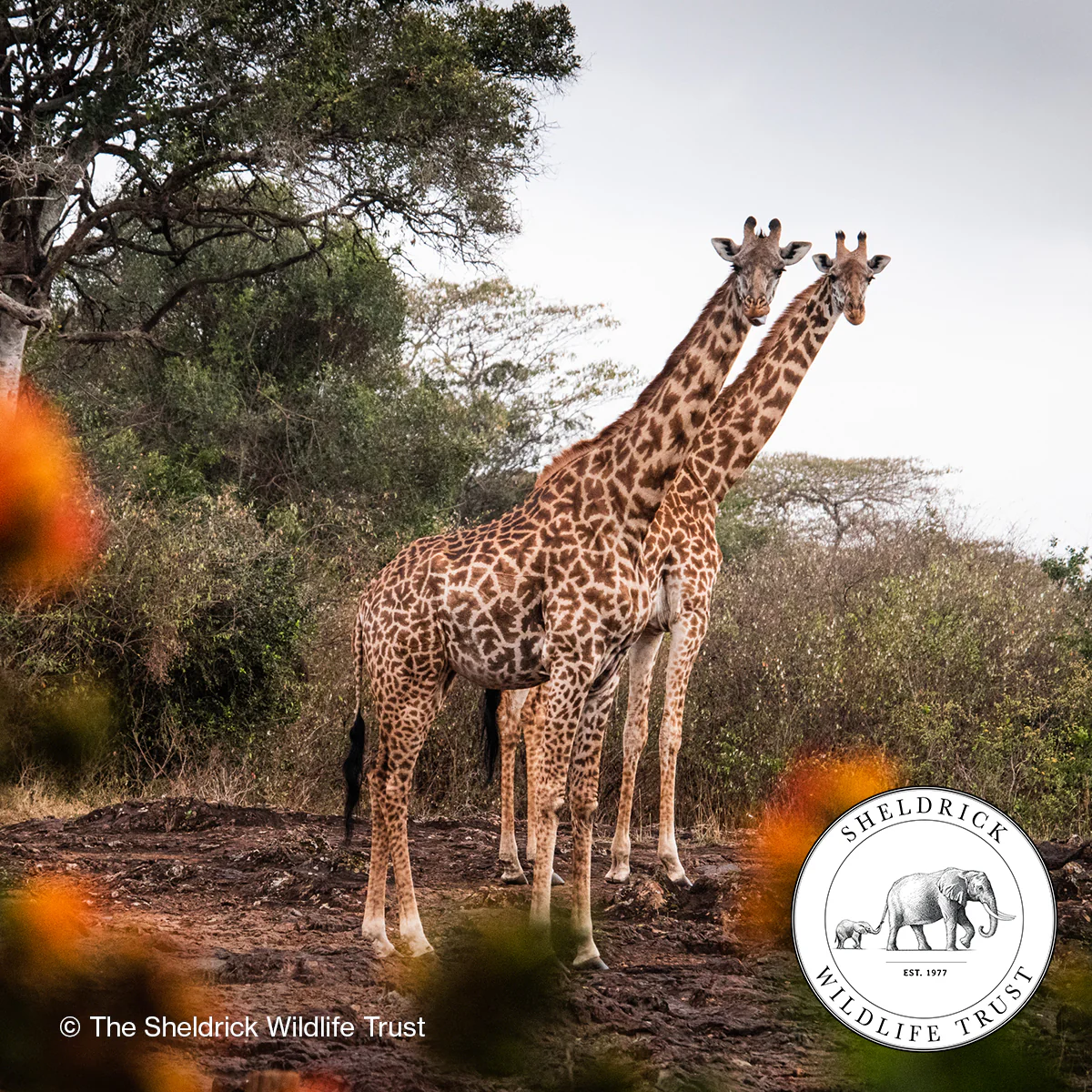 Giraffe Cushion Cover - Image 8
