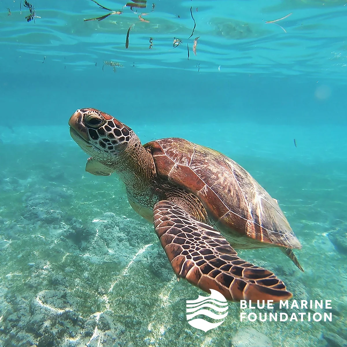 Turtle Conservation Mini Pouch - Image 6